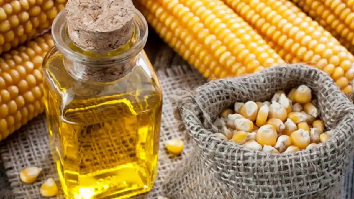 Minyak Jagung Ternyata Lebih Ampuh Turunkan Kolesterol Dibanding Minyak Zaitun