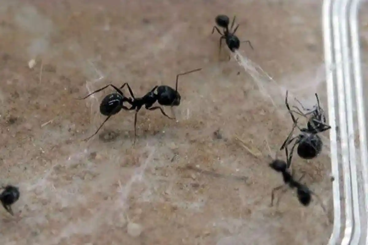 Ada yang Dilarang Dibunuh oleh Allah Karena Senantiasa Bertasbih, Ini 10 Hewan Kesayangan Malaikat