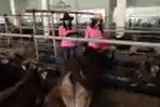 SPG Sapi Kurban