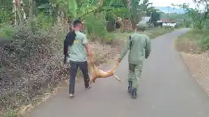 petugas-membawa-anjing-yang-ditembak-mati-di-desa-timutawa.jpg