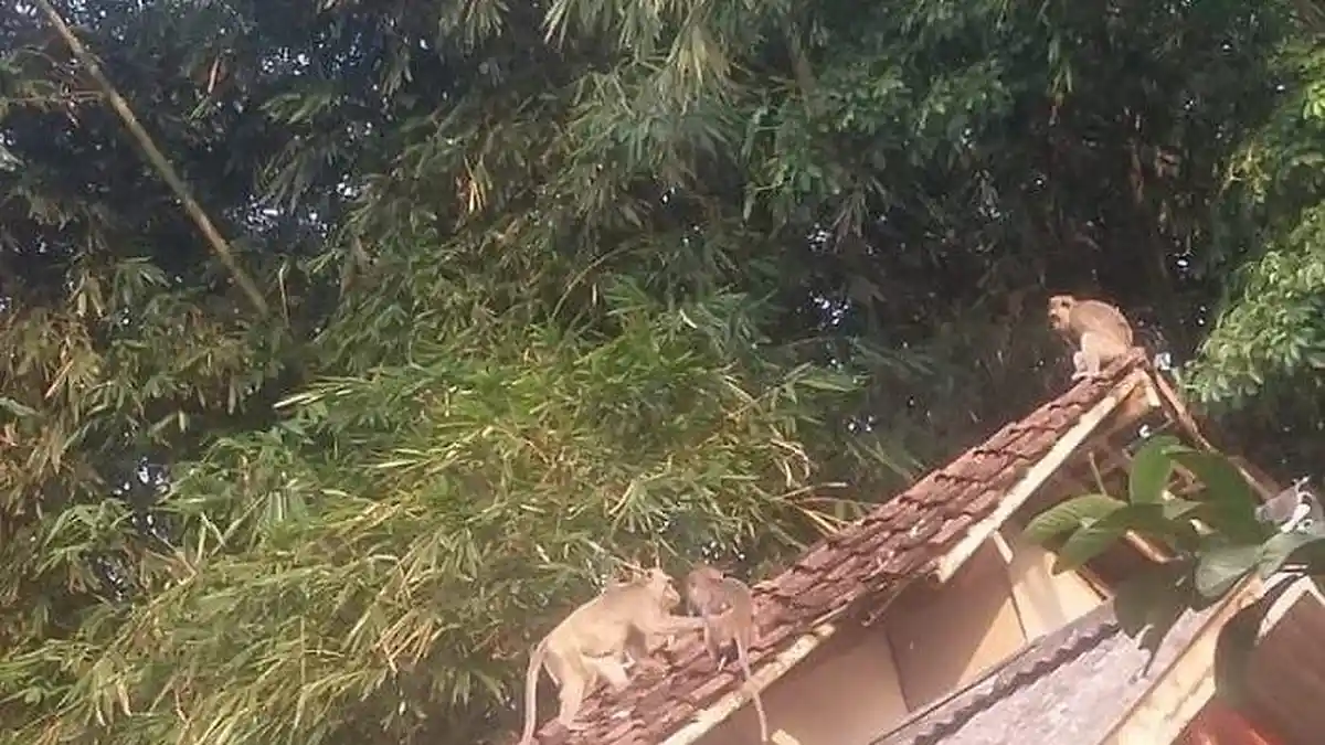 Kawanan Monyet 'Teror' Warga Maja Lebak, Sempat Gigit Bocah yang Bermain