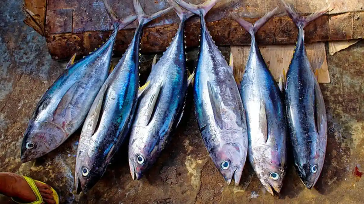 Daftar Ikan Murah Meriah Punya Kandungan Omega 3 Tinggi, Cegah Stroke hingga Gagal Jantung