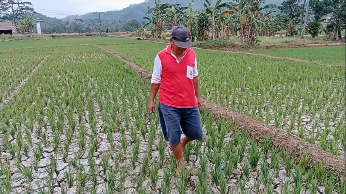 Imbas Kekeringan Parah, Tanaman Padi di Ajibarang Banyumas Layu dan Mati