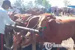 pasar-hewan-sampang-jual-sapi.jpg