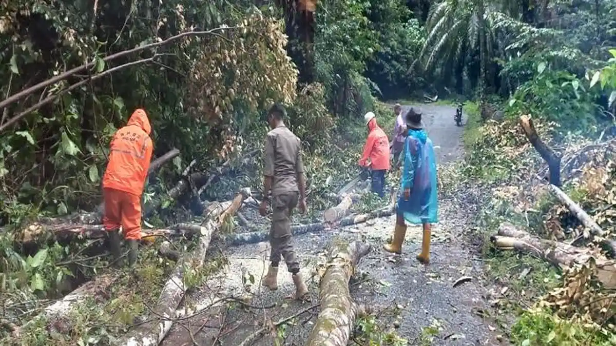 Pohon Tumbang Tutup Jalan di Tanjung Raya Agam, Kendaraan Tidak Bisa Melintas
