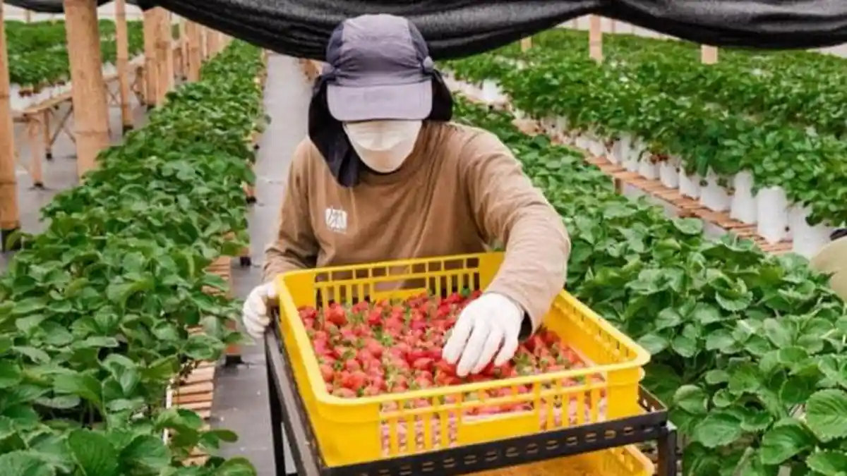 Sukses Dapat Pendanaan Tahap Awal, Hyoshii Farm Siap Gerakkan Revolusi ...