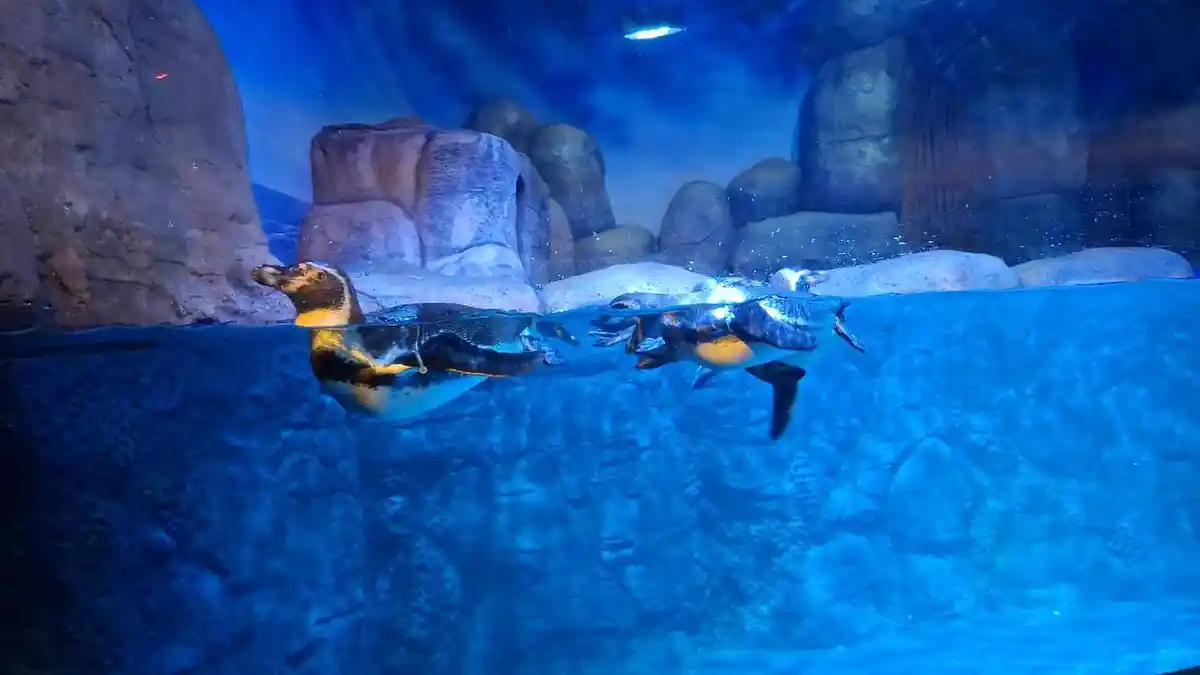 Destinasi Liburan di Jabodetabek, Oceanarium Bisa Jadi Pilihan