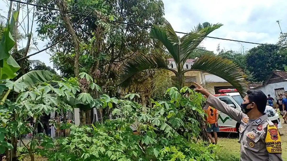 Warga Langgar Purbalingga Tewas Tersengat Listrik saat Pangkas Ranting Pohon Kelor
