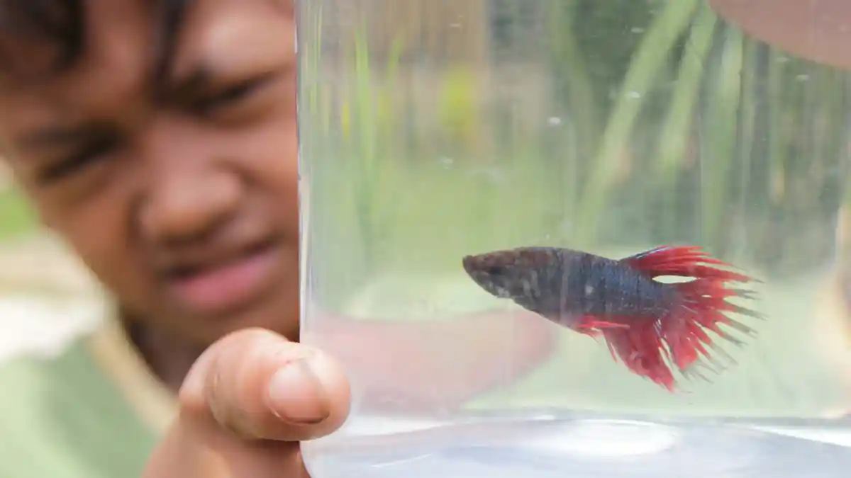 Cara Memelihara dan Merawat Ikan Cupang, Berikut ini Saran dari Penjual di Taman Sari Kota Serang