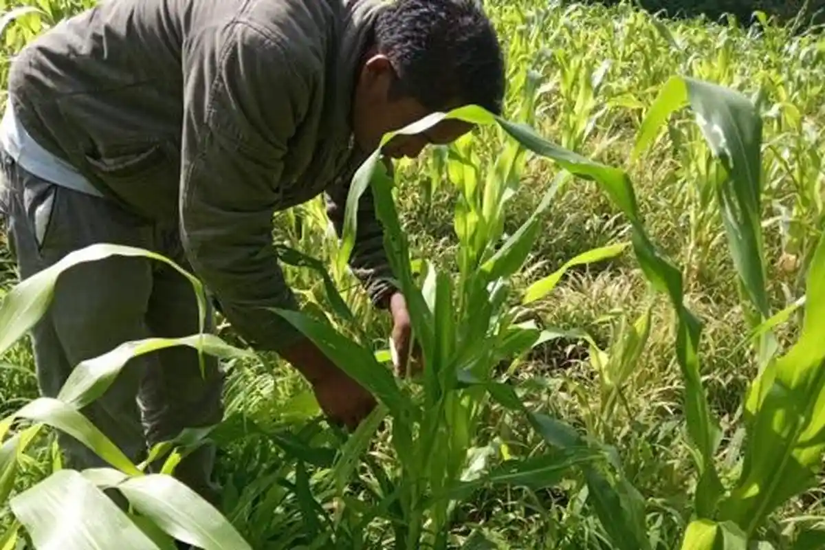 Kementan-Komisi Perlindungan Tanaman Rumuskan Langkah Antisipatif Serangan Hama Ulat Grayak