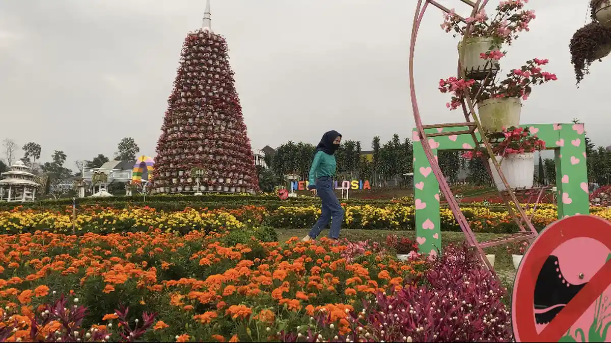 Rujukan Wisata di Semarang: Keindahan Taman Bunga Celosia Bandungan, Ini Harga Tiket dan Jam Bukanya