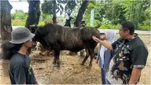 SAPI-PRABOWO-Bupati-Maros-Chaidir-Syam-memantau-Rambo-Pamungkas.jpg