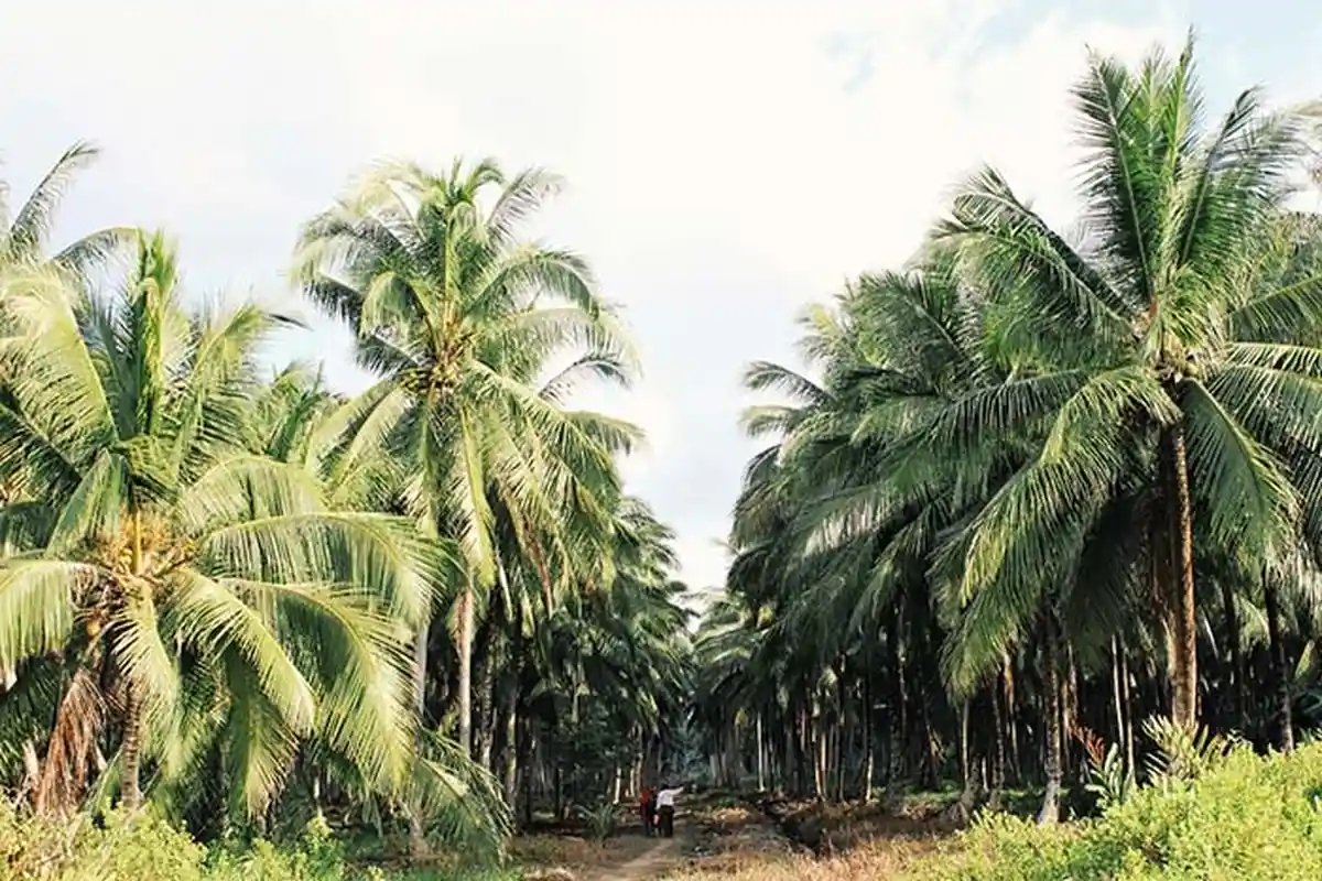 Sri Gemilang, Varietas Unggul Kelapa di Lahan Pasang Surut Asli Inhil, Begini Awal Mula Munculnya