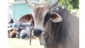 Sapi-Presiden-Prabowo-Untuk-Siak-2026.jpg
