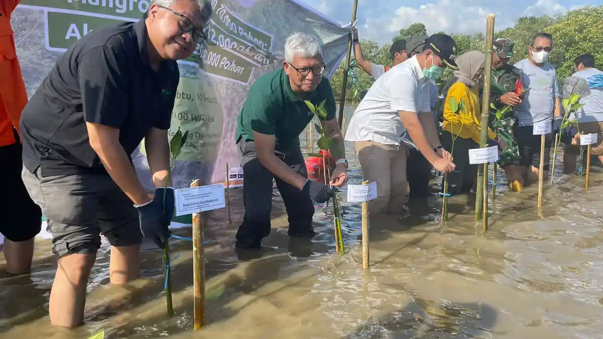 Direksi Kalla dan Bupati Pangkep Rela Nyebur Tanam Mangrove, Naik Jolloro Demi Kepiting dan Warga  