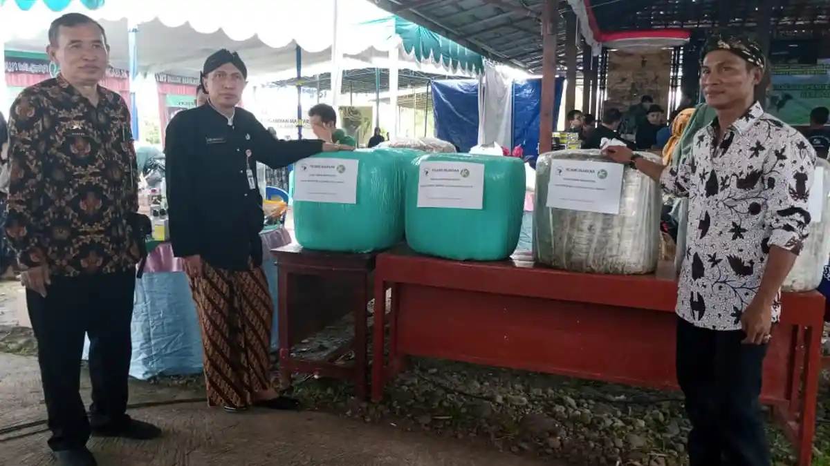 BUMP Desa Kadirejo Kembangkan Pakan Ternak Fermentasi, Riyadi: Hasil Sapi Perah Lebih Bagus