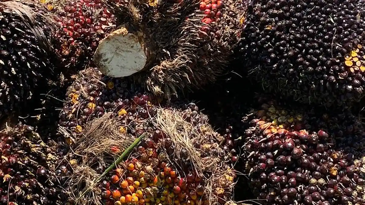 H-5 Lebaran, Harga TBS Sawit Mukomuko Bengkulu Anjlok hingga Rp 60 per Kilogram