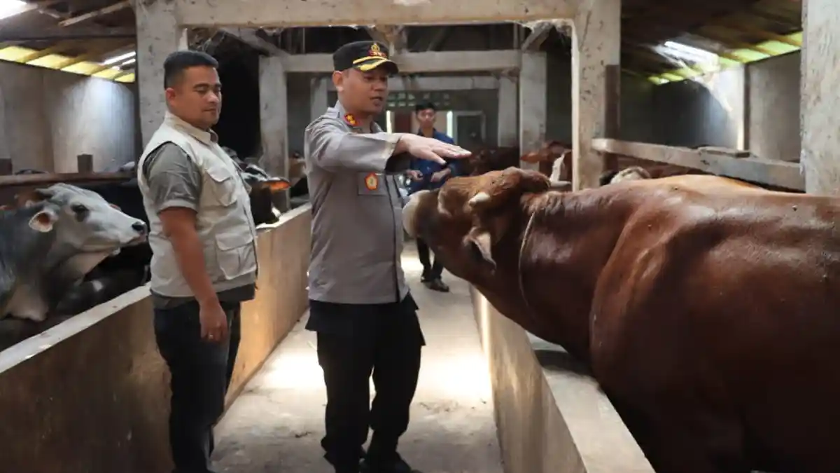 Antisipasi Virus PMK Jelang Hari Raya Idul Adha, Kapolres Dairi Sidak Perternakan Hewan Sapi