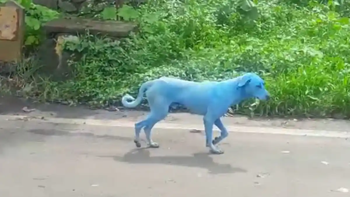 Bukan Putih atau Hitam, 5 Anjing Berwarna Biru Ini Ditemukan dan Bikin Netizen Heboh! Ternyata
