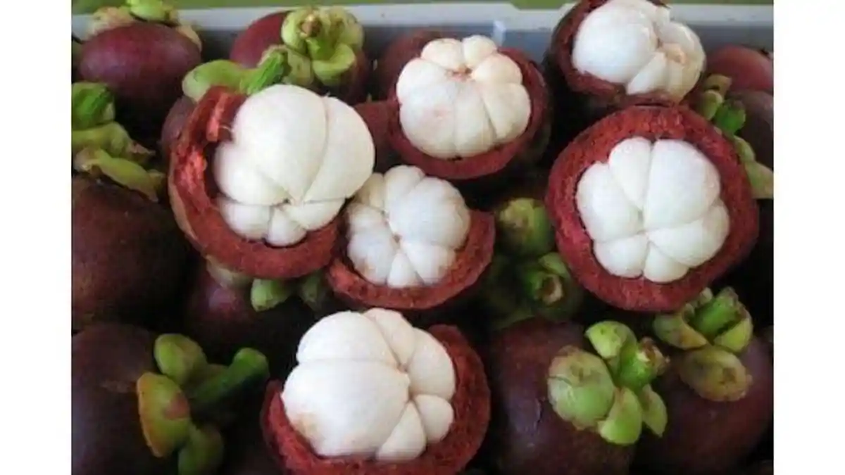 Manfaat Buah Manggis, Bantu Program Diet hingga Tingkatkan Kekebalan Tubuh