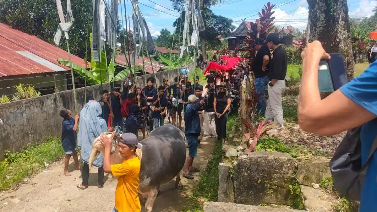 Jadwal Prosesi Adat Rambu Solo' di Toraja Utara Mulai Pekan Depan Bulan Agustus 2025