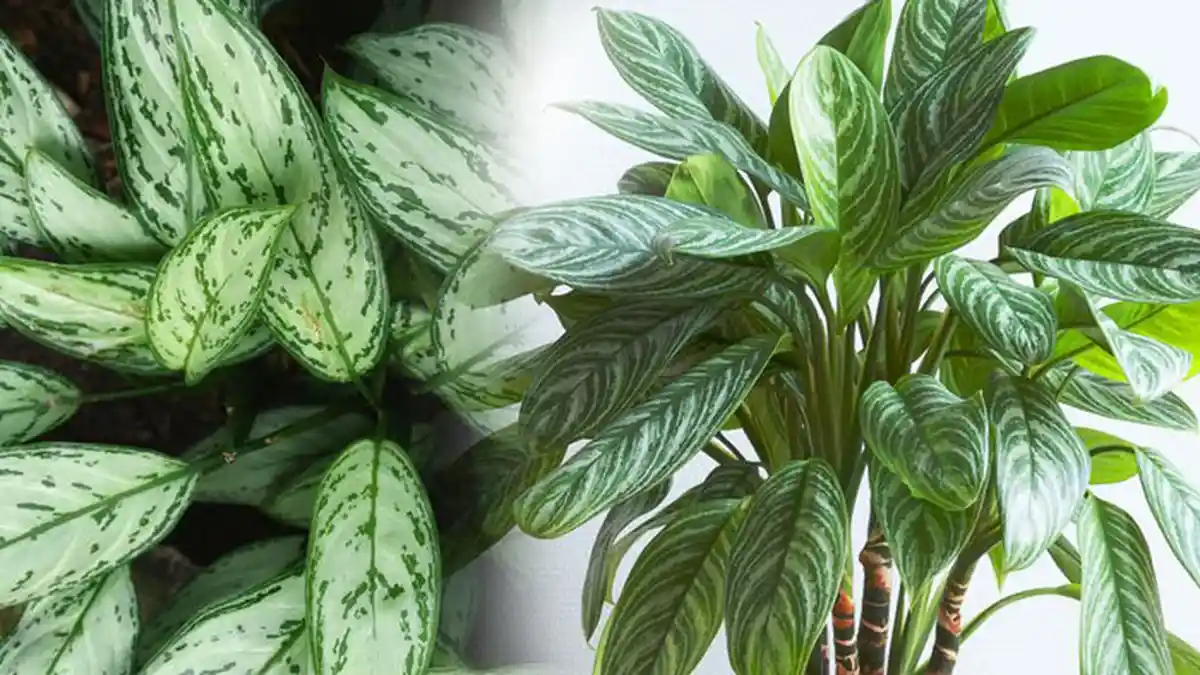 Cara Menyiram Aglonema dengan Air Cucian Beras pada Pagi atau Sore Hari