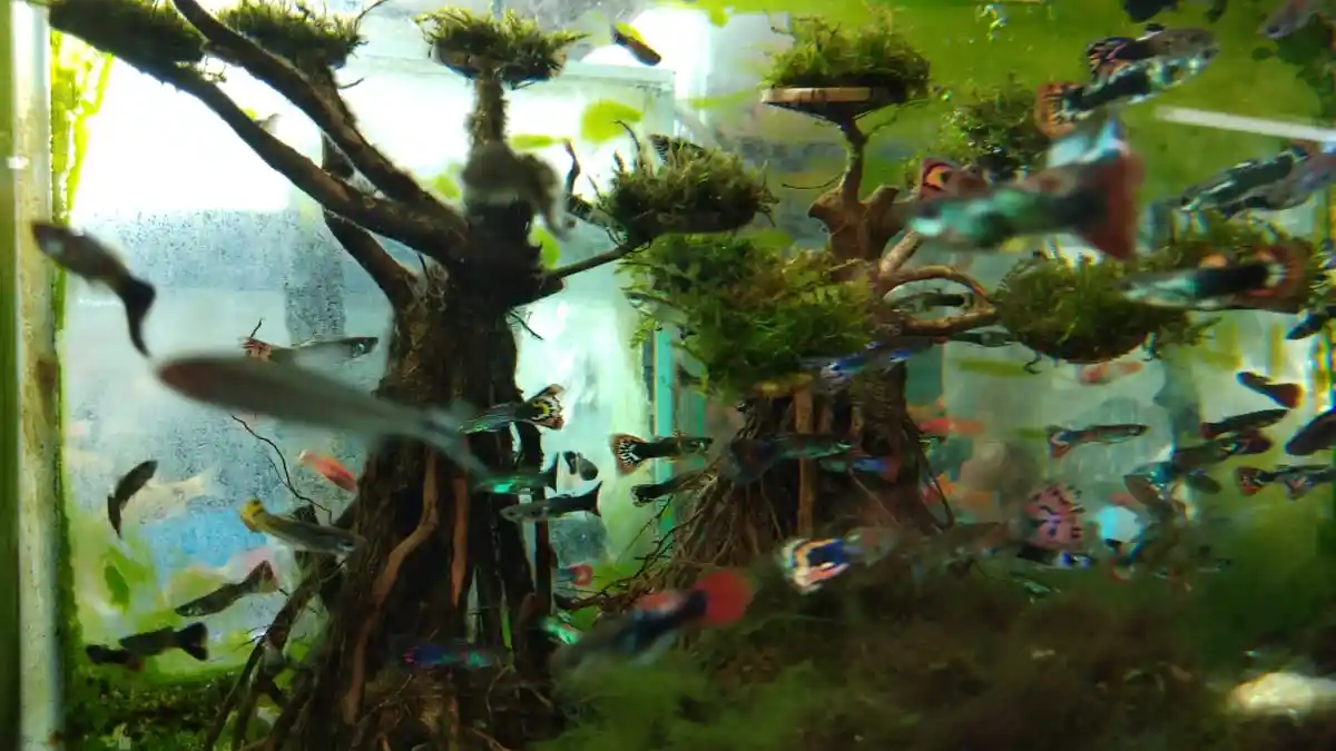 Mangrove Jack, Si Langka yang Banyak Diminati