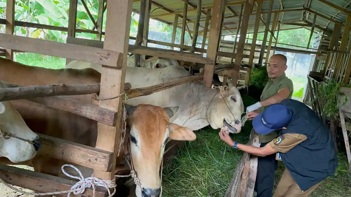 Belum Ada Sapi di Kota Pekanbaru yang Tertular Virus PMK