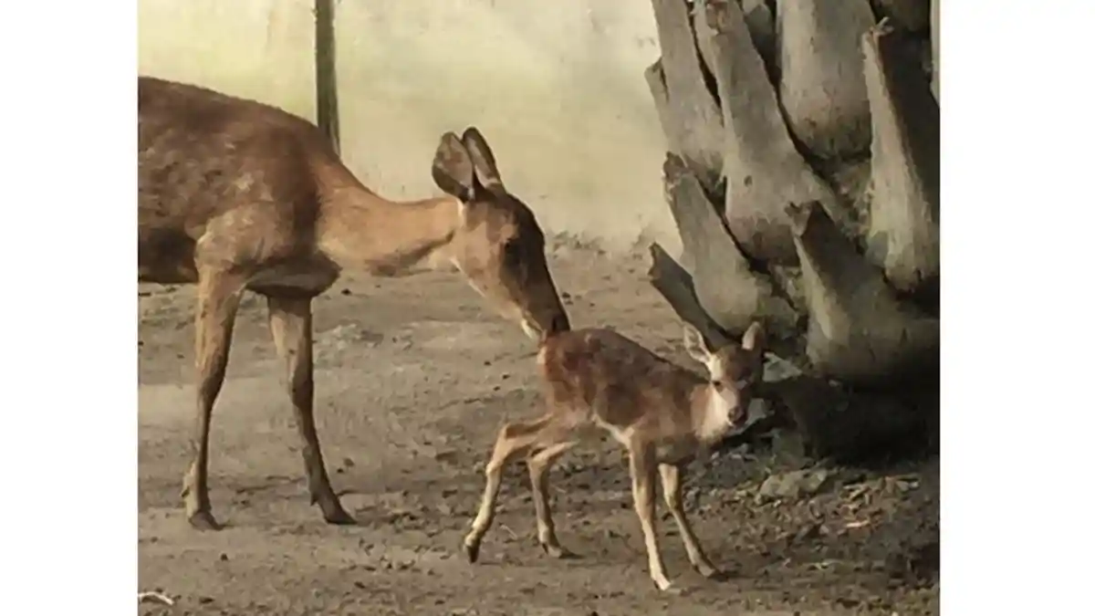 4 Ekor Rusa Sambar Diamankan dari Warga di Kepulauan Meranti, Pelaku Cuma Diminta Surat Pernyataan