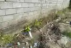 Kondisi-drainase-di-Jalan-Pattimura-Kelurahan-Pasangkayu-Kecamatan-Pasangkayu-dikeluhkan-warga.jpg