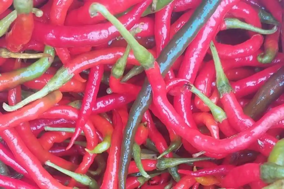 Harga Cabai Merah di Alahan Panjang Solok Naik, Tembus Rp55 Ribu per Kilogram