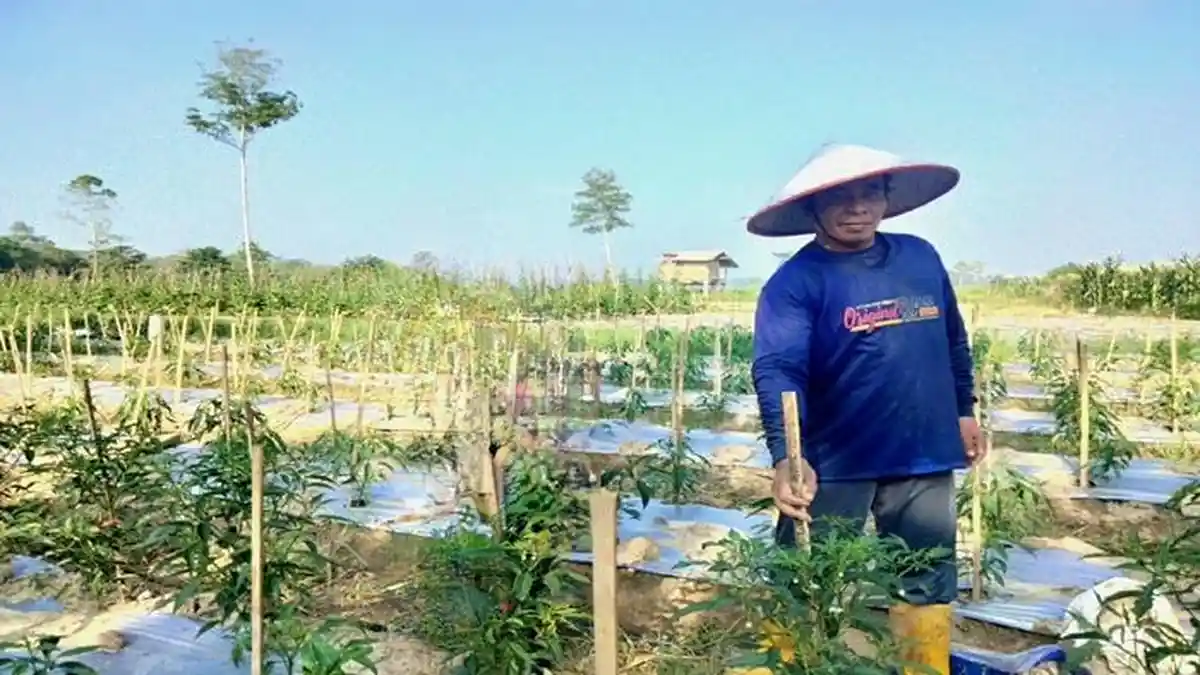 Manfaatkan Lahan Sempit, Petani di Desa Rasuan OKU Timur Raup Cuan dari Tanam Cabai