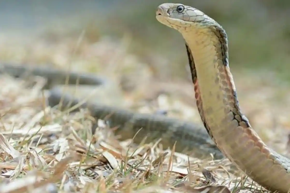 Dikira Sarang Ikan, Ternyata Pria Ini Masukkan Tangannya ke Sarang Ular Kobra