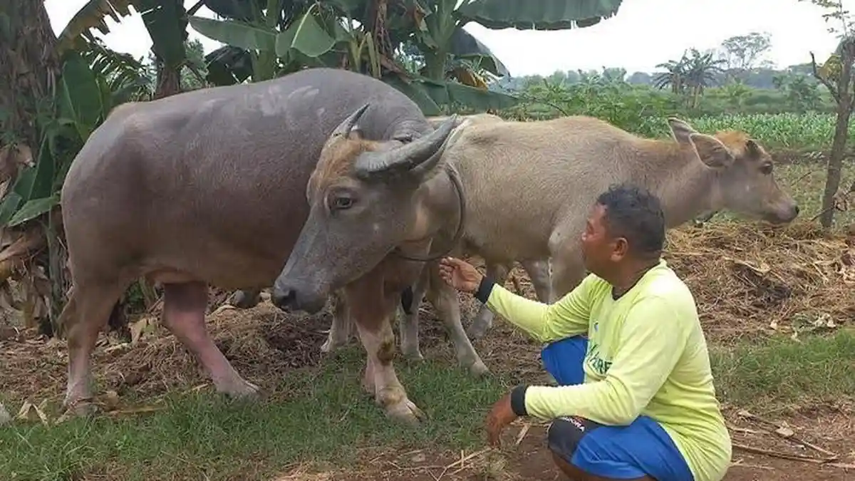 Wabah PMK Merebak, Peternak Kerbau di Jepara Cemas