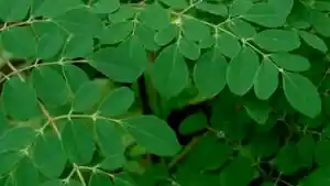 Daun-kelor-wak-wak.jpg