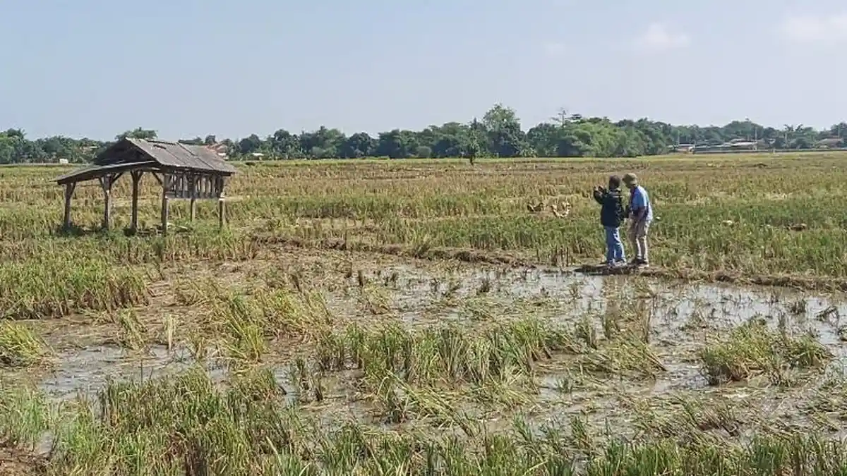 Tetap Menanam Saat Hujan Deras, Seorang Petani Tewas Tersambar Petir di Jepara