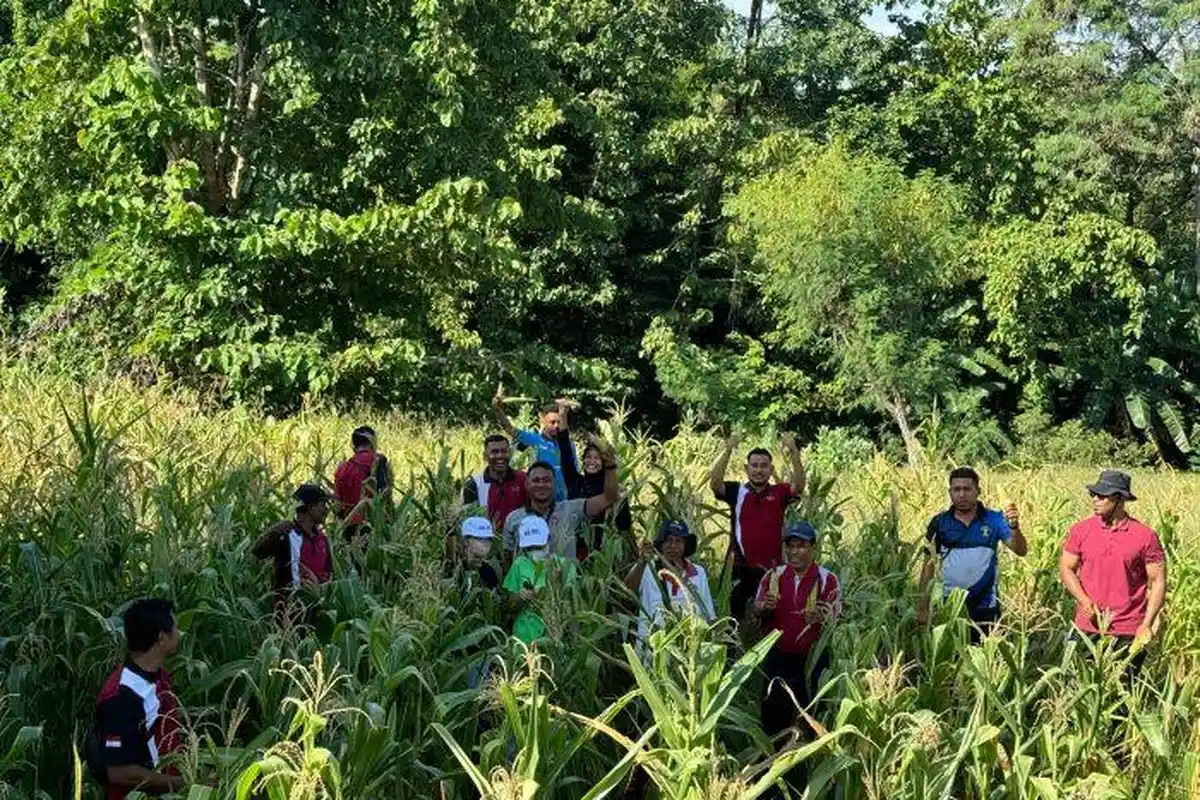 Lapas Lembata Panen Jagung Karya Warga Binaan