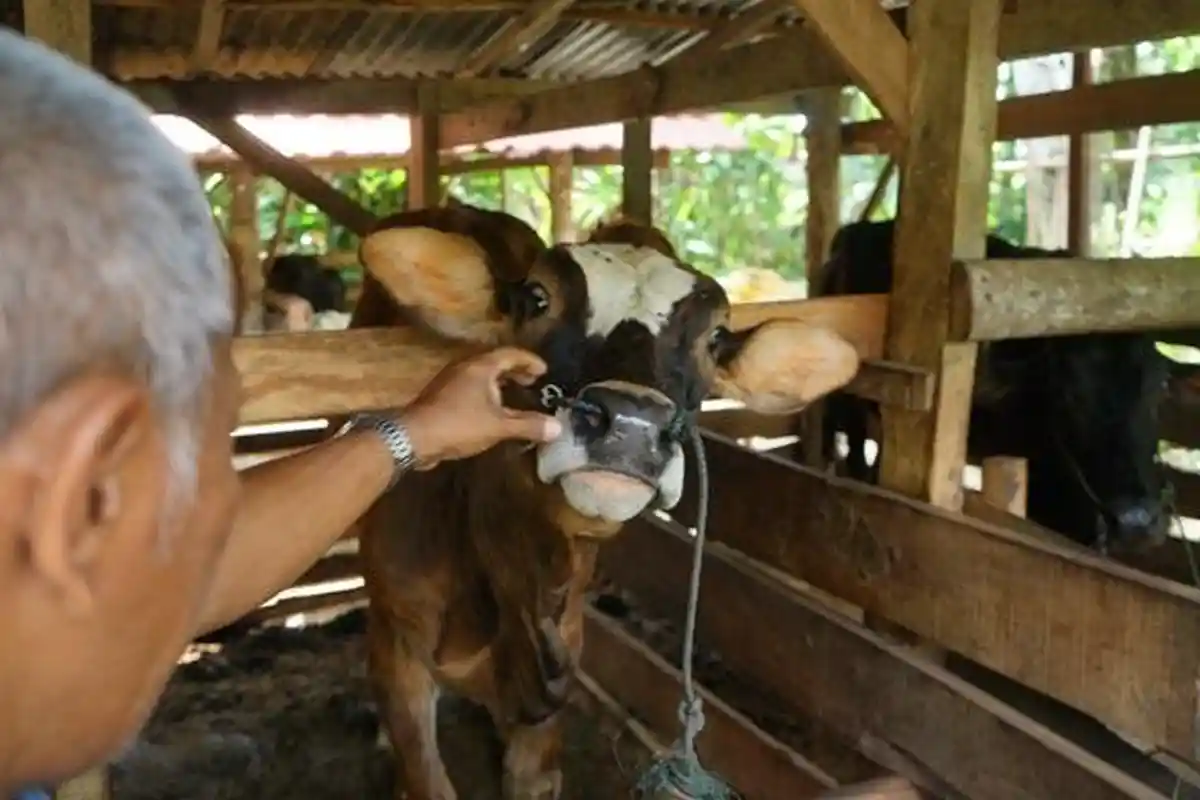 Daging Ternak Terserang PMK Masih Bisa Dikonsumsi, Simak Penjelasannya