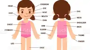 part-of-body.jpg