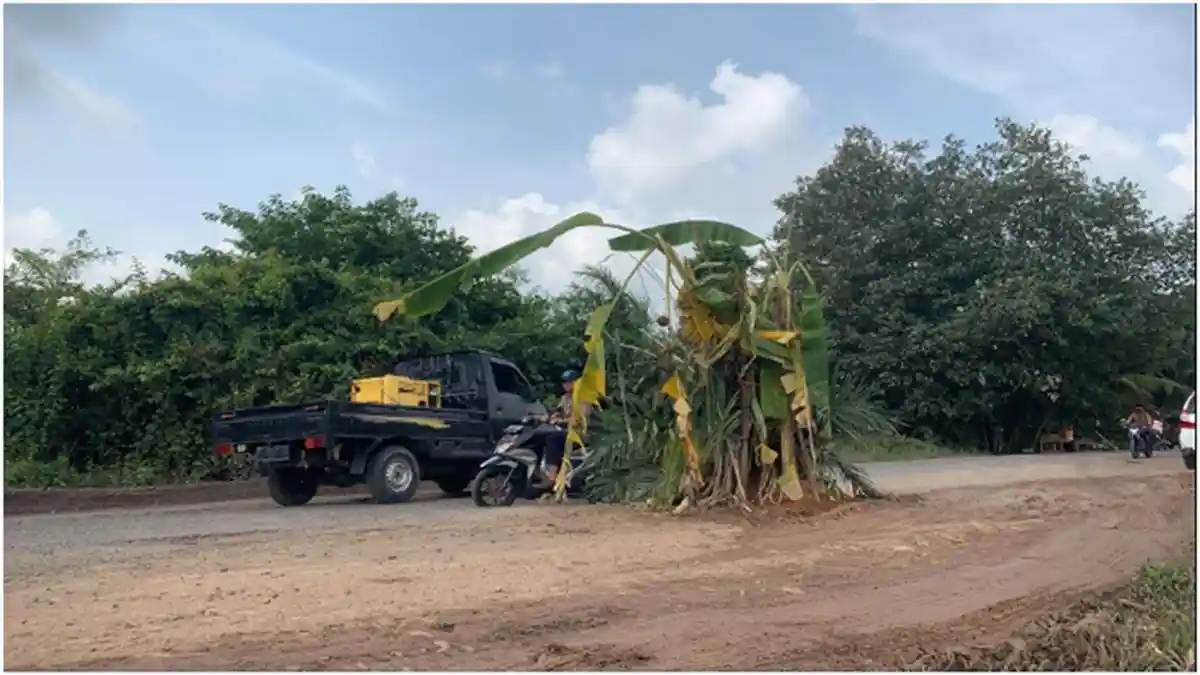 Ini Alasan Warga Mangun Jaya Babat Toman Muba Tanam Pohon Pisang dan Sawit di Jalinteng Sumatera