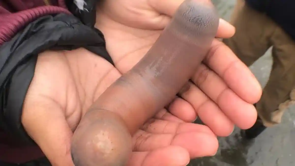 Fakta Ikan Penis: Sebab Dinamakan Demikian hingga Biasa Dimakan Mentah