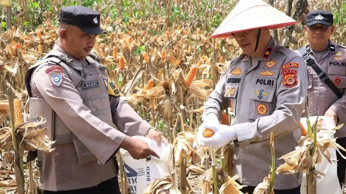 Wakapolda Aceh Panen Raya Jagung Serentak Kuartal II di Lembah Seulawah
