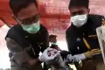 Pemasangkan Label Sehat Pada Hewan Kurban