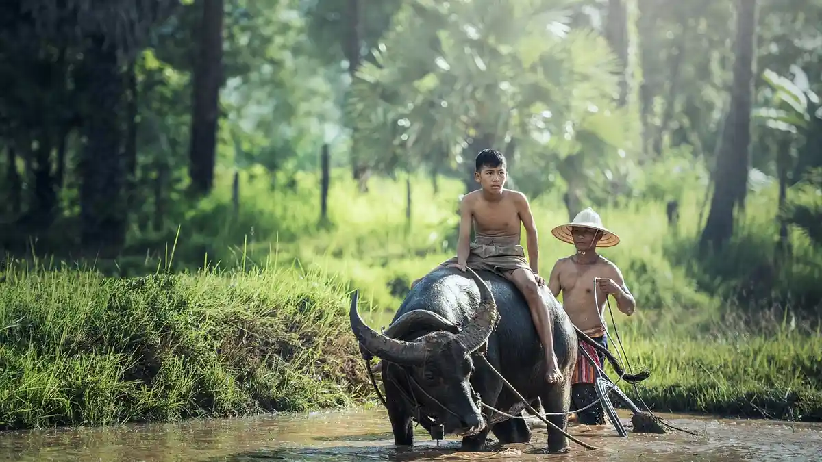 KABAR BAIK! Arti Mimpi Menggembala Kerbau, Pertanda Bakal Dapat Pencerahan Seputar Jodoh Anda