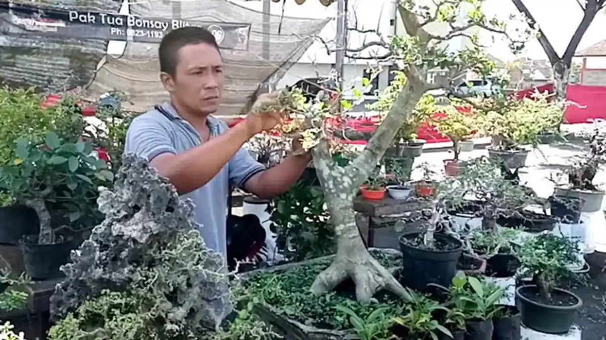 Ribuan Bonsai Beradu Cantik Memikat Hati Para Kolektor di GOR Lembupeteng Tulungagung