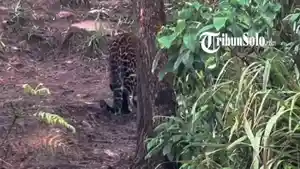 VIRAL-KUCING-HUTAN-video-diduga-kucing-hutan-di-bukit-Mongkrang-Karanganyar.jpg