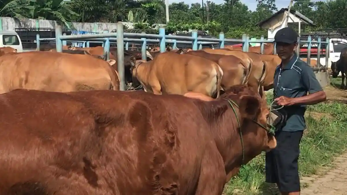 Harga Sapi 100 Kg di Batang Hari Tembus Rp23 Juta Jelang Iduladha 1447 H