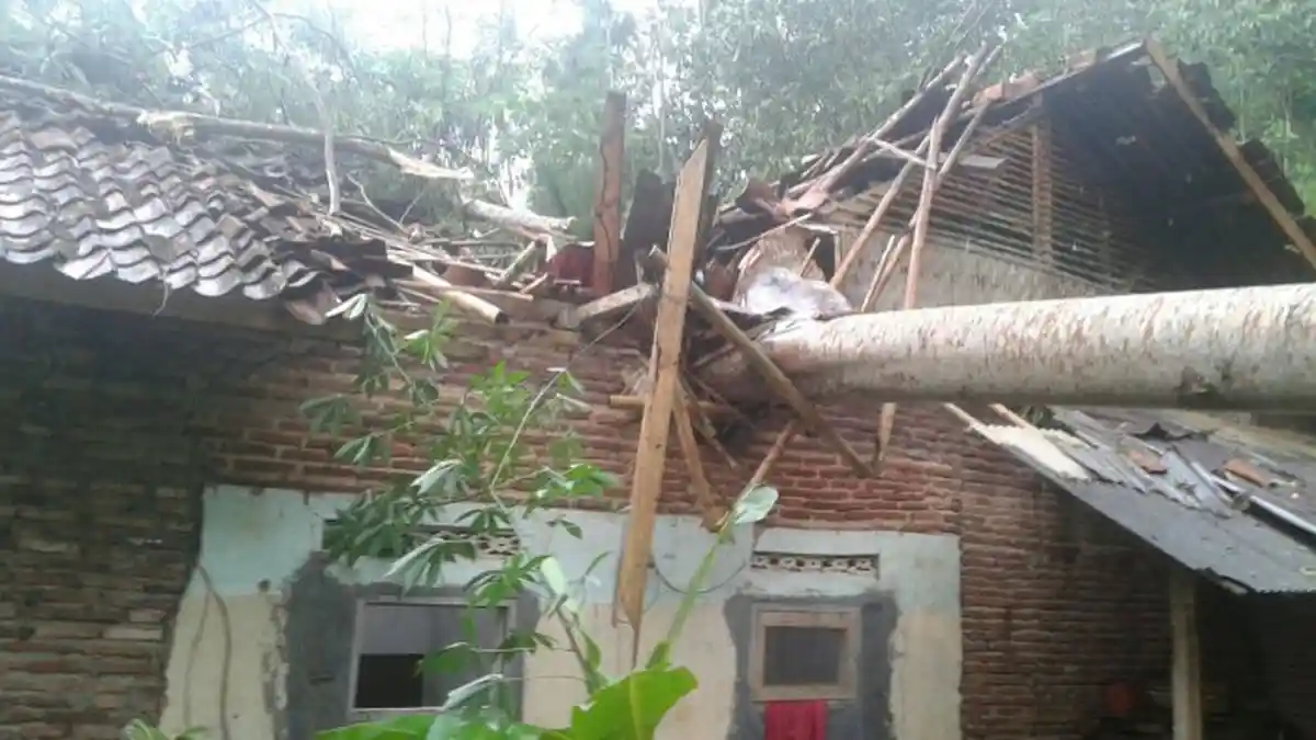Nyawa Darsi  Melayang Usai Tertimpa Pohon Kelapa