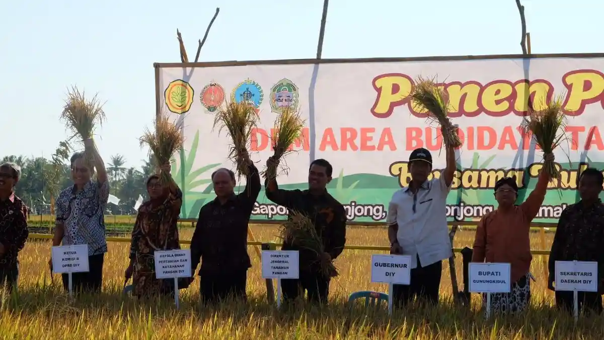 Kemarau Tak Menghalangi Gunung Kidul Panen Padi