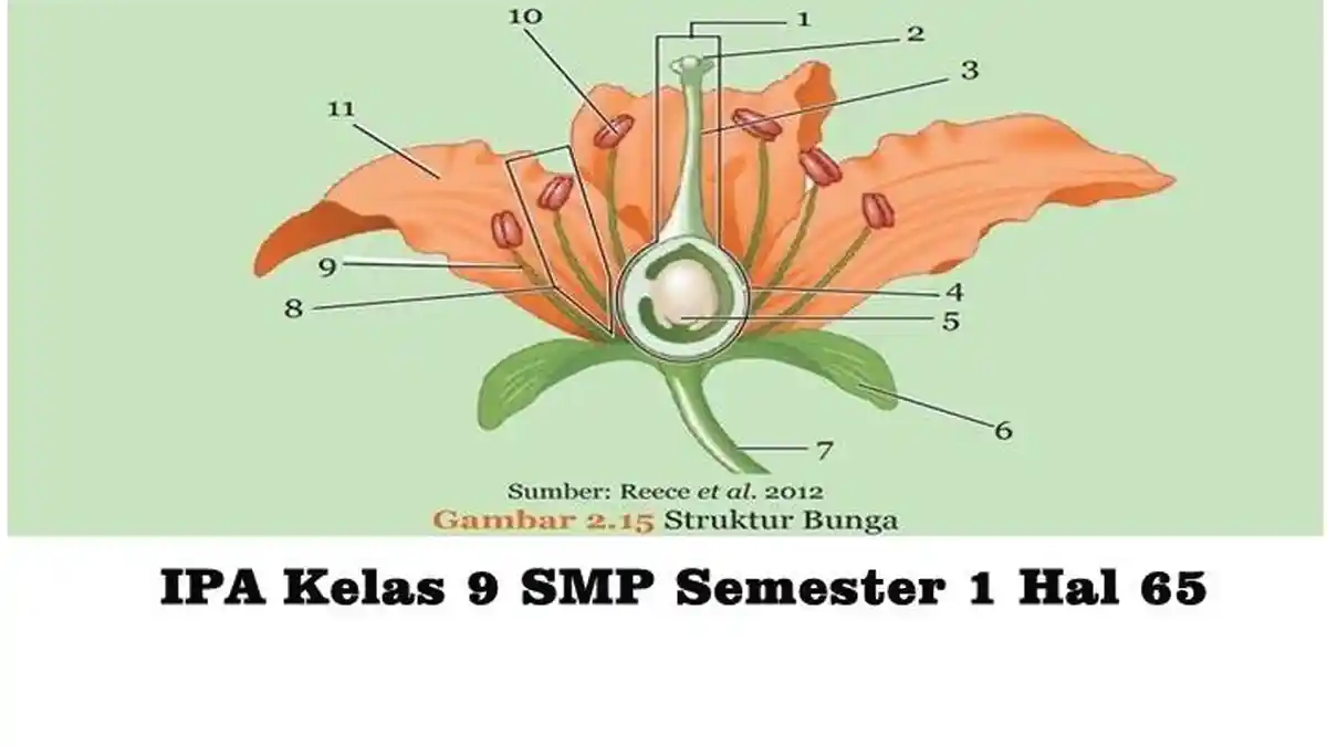 Berilah keterangan Gambar 2.15 Pada Tempat Disediakan, Kunci Jawaban IPA Kelas 9 SMP Halaman 65